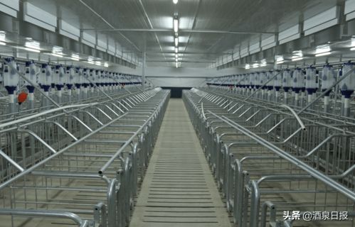 打出組合拳，酒泉市多措并舉促生豬穩(wěn)產(chǎn)保供，助力畜牧漁業(yè)飼料銷售穩(wěn)健發(fā)展